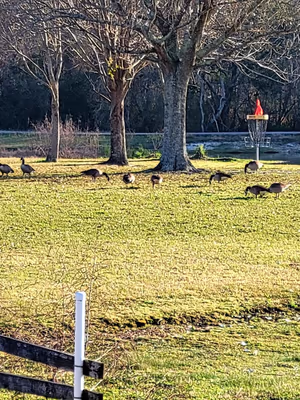 Pixie’s Memorial Dog Park photo 2